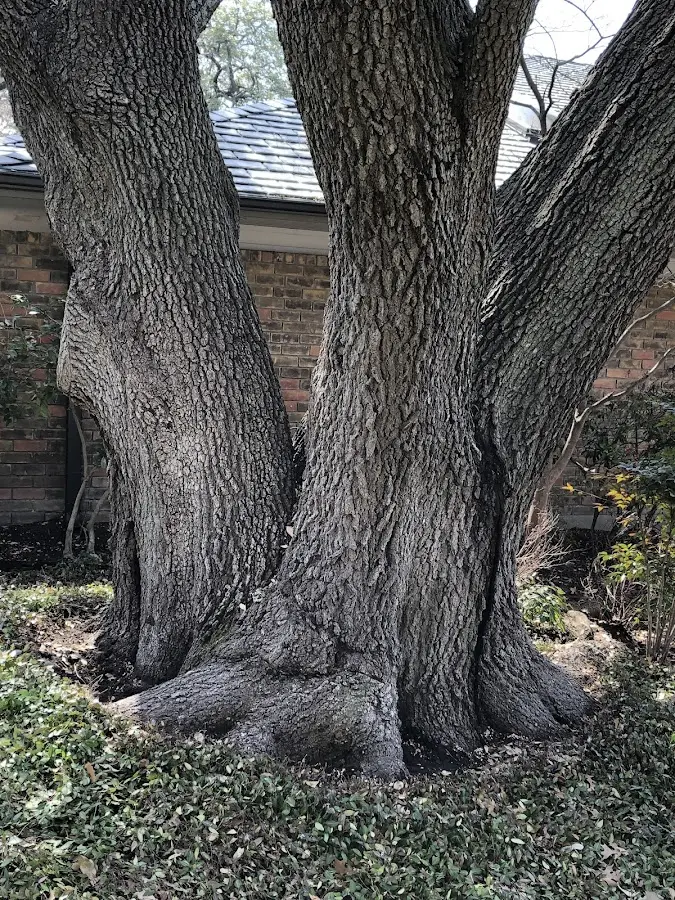 Mature heritage tree close to a Grayland property cared for by certified arborists